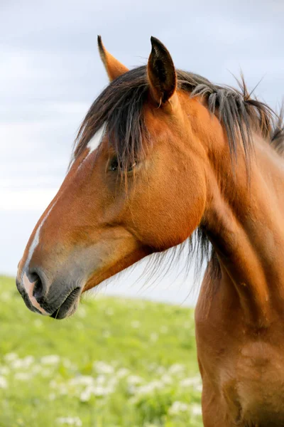 Портрет Красивого Коричневого Коня — стокове фото