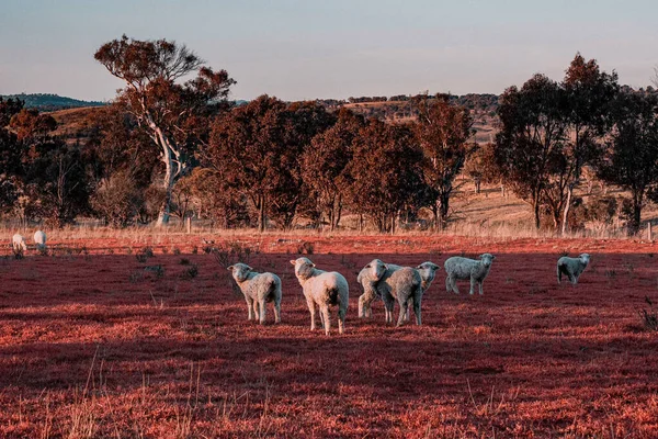 Uma Manada Ovelhas Pastando Campo — Fotografia de Stock