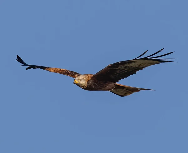 Красивая Птица Летящая Небе — стоковое фото