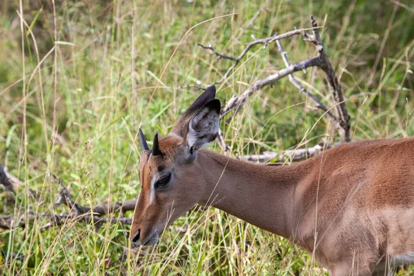Uma Foto Close Uma Girafa Parque Nacional Kruger Botswana — Fotografia de Stock