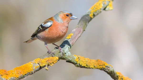 自然生息地で鳥のクローズアップ — ストック写真