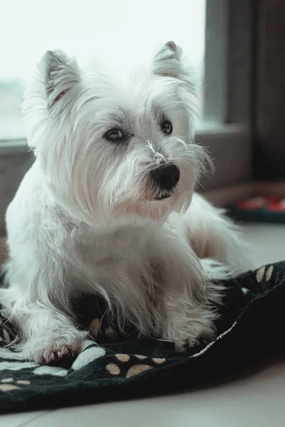 Beyaz Köpek Yorkshire Teriyeri — Stok fotoğraf