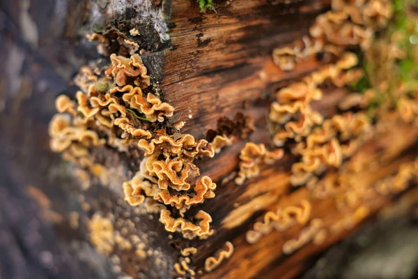 Funghi Che Crescono Sull Albero — Foto Stock