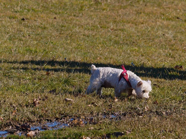 Cão Parque — Fotografia de Stock