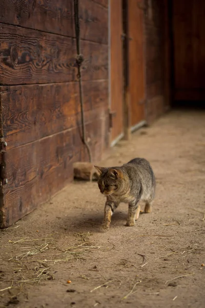Katze Auf Der Straße Hintergrund Nahaufnahme — Stockfoto