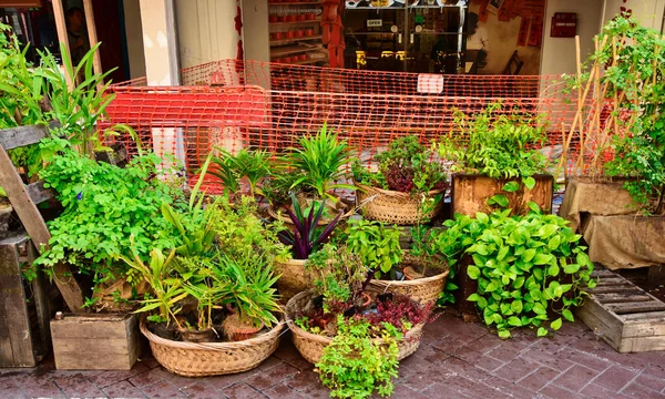 Krásný Botanický Záběr Přírodní Tapety — Stock fotografie