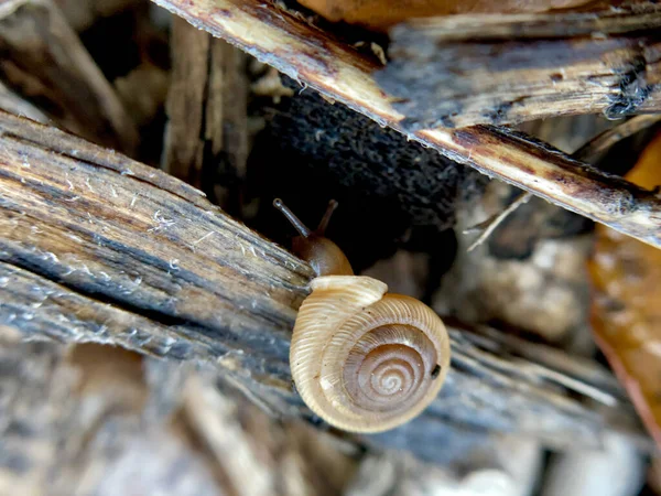 Detailní Záběr Šneka Skále — Stock fotografie