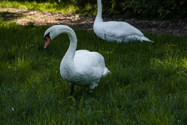 Witte Zwaan Zijn Snavel Een Achtergrond Van Een Meer Het — Stockfoto