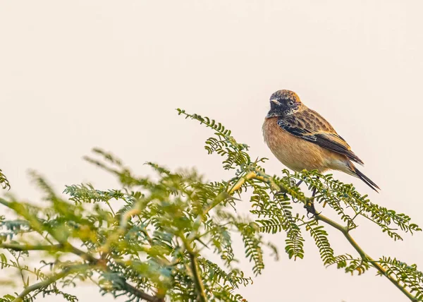 Close Zicht Van Kleine Vogel — Stockfoto