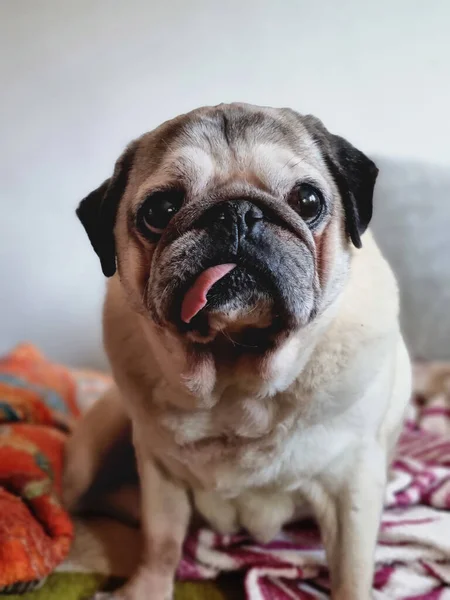 Retrato Lindo Perro Pug —  Fotos de Stock