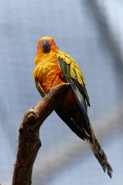 Primer Plano Guacamayo Amarillo Azul Blanco —  Fotos de Stock