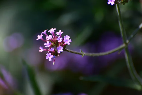 Schöne Bunte Blumen Die Garten Wachsen — Stockfoto