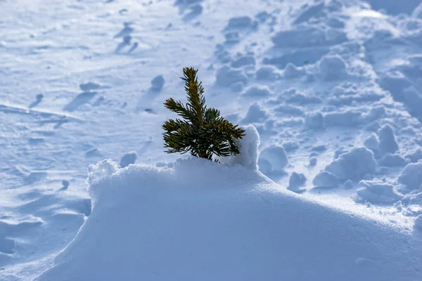 Χιονισμένο Δέντρο Στο Δάσος — Φωτογραφία Αρχείου