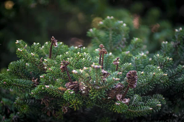 Green Pine Cone Branch Tree — Stock Photo, Image