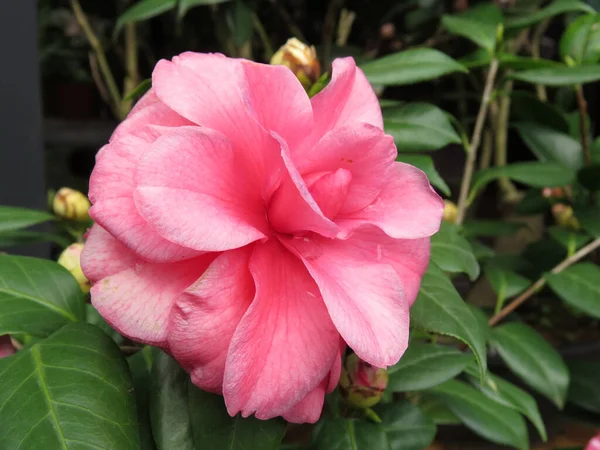 Zbliżenie Piękny Różowy Kwiat Ogrodzie — Zdjęcie stockowe