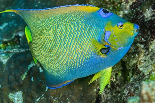 Wunderschöne Unterwasserwelt Tropischer Fische — Stockfoto