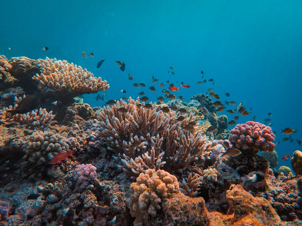 埃及红海的珊瑚礁 — 图库照片