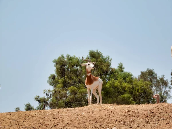 Egy Fiatal Antilop Sivatagban — Stock Fotó