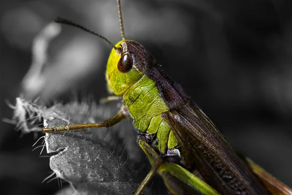 Nahaufnahme Von Wanzen Der Wilden Natur — Stockfoto