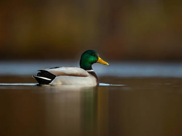 Canard Sur Lac — Photo