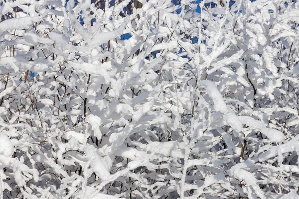 Ormanda Karla Kaplı Ağaçlar — Stok fotoğraf