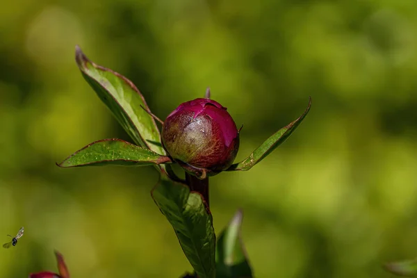 Piękne Botaniczne Ujęcie Naturalna Tapeta — Zdjęcie stockowe