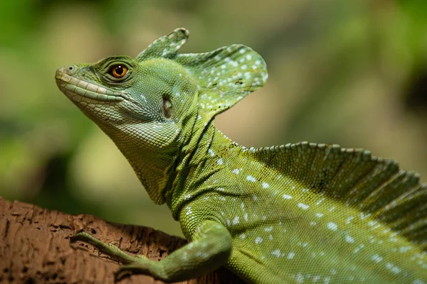 Primer Plano Una Iguana Verde —  Fotos de Stock