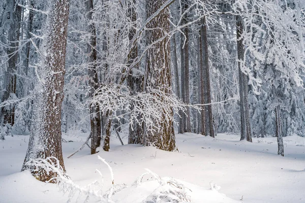 Krásný Zimní Les Zasněženými Stromy — Stock fotografie