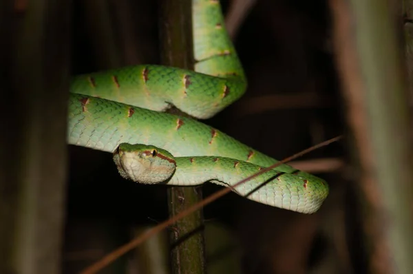 树枝上的一条绿色蛇的特写镜头 — 图库照片