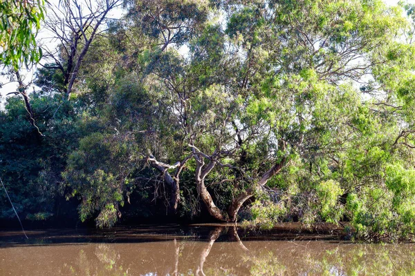 Alberi Verdi Nella Foresta — Foto Stock