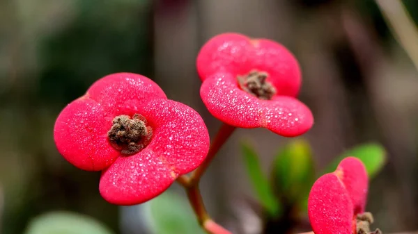 Bel Colpo Botanico Carta Parati Naturale — Foto Stock