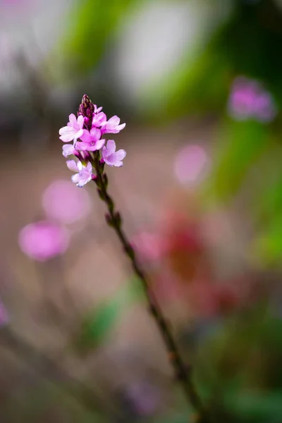 Beautiful Flowers Growing Garden — Stock Photo, Image