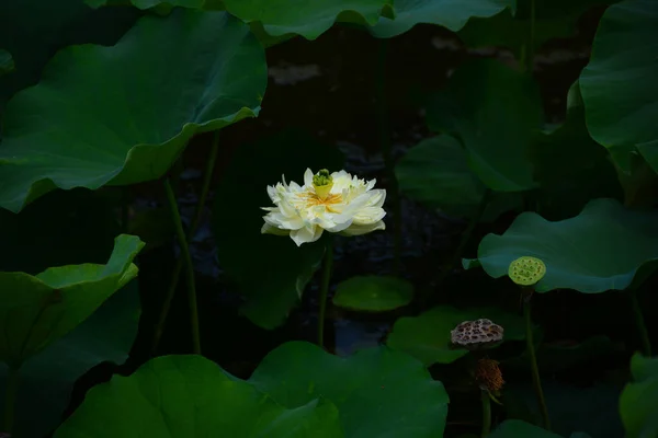 Flor Loto Estanque —  Fotos de Stock