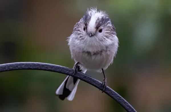 Hermoso Tiro Pájaro Joven Hábitat Natural —  Fotos de Stock