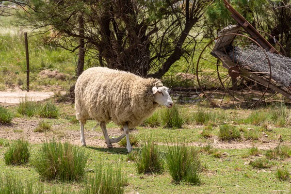 緑の草原の羊は — ストック写真