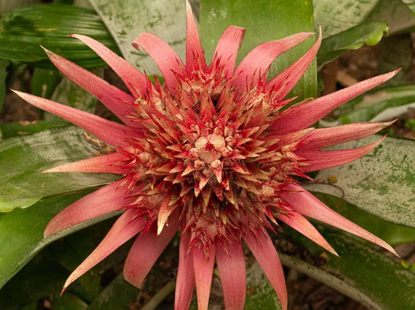 Schöne Botanische Aufnahme Natürliche Tapete — Stockfoto