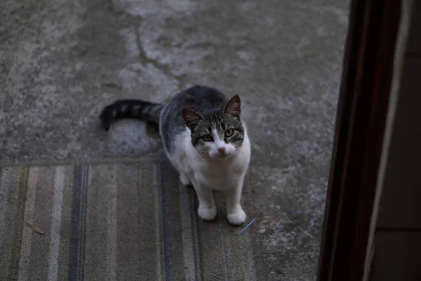 Pisică Stradă — Fotografie, imagine de stoc