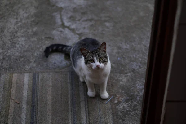 Gato Rua — Fotografia de Stock