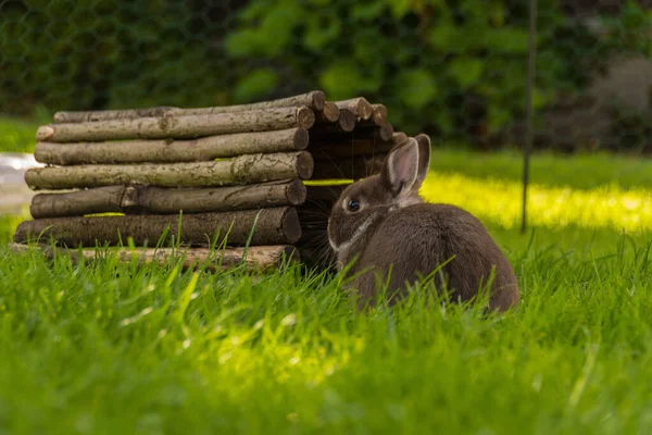 Çimenlikteki Tavşan — Stok fotoğraf