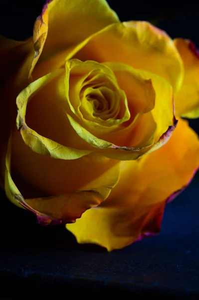 Piękna Róża Ciemnym Tle — Zdjęcie stockowe