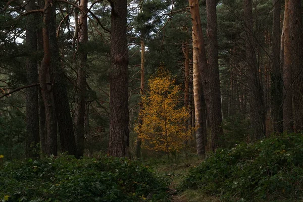 Hermoso Bosque Otoño Con Árboles Hojas — Foto de Stock