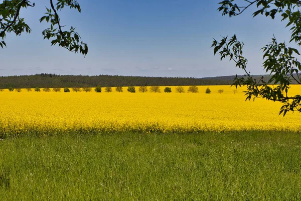 Желтое Рапсовое Поле Сельской Местности — стоковое фото