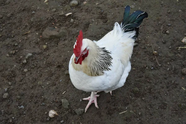 Fehér Csirke Farmon — Stock Fotó