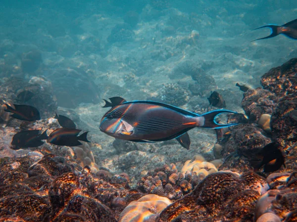 Vista Submarina Los Peces Mar Rojo Agua —  Fotos de Stock