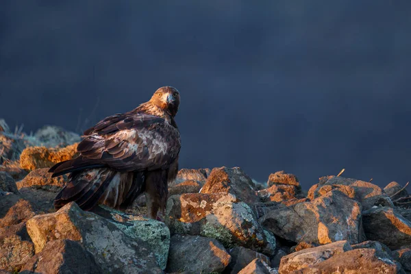Güzel Bir Kartal Kuşu Manzarası Yırtıcı Kuş Portresi — Stok fotoğraf