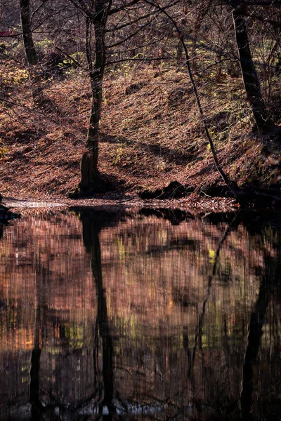 Belle Vue Sur Rivière Dans Forêt — Photo