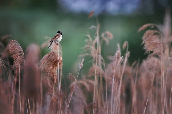 Nahaufnahme Eines Schönen Vogels Freier Wildbahn — Stockfoto