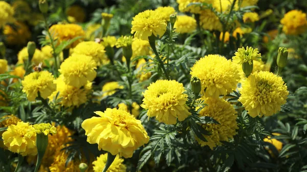 Yellow Flowers Garden — Stock Photo, Image