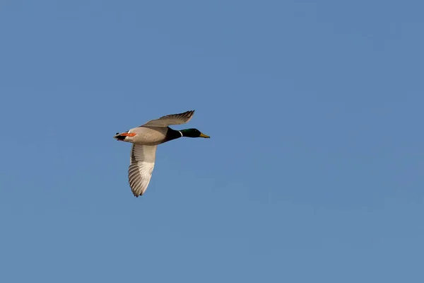 Bir Kuş Mavi Gökyüzünde Uçar — Stok fotoğraf