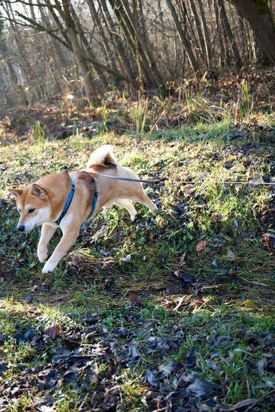 Hund Skogen Djur — Stockfoto